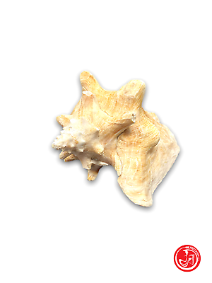 Coquillage naturel - blanc