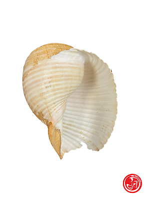 Conchiglia marina