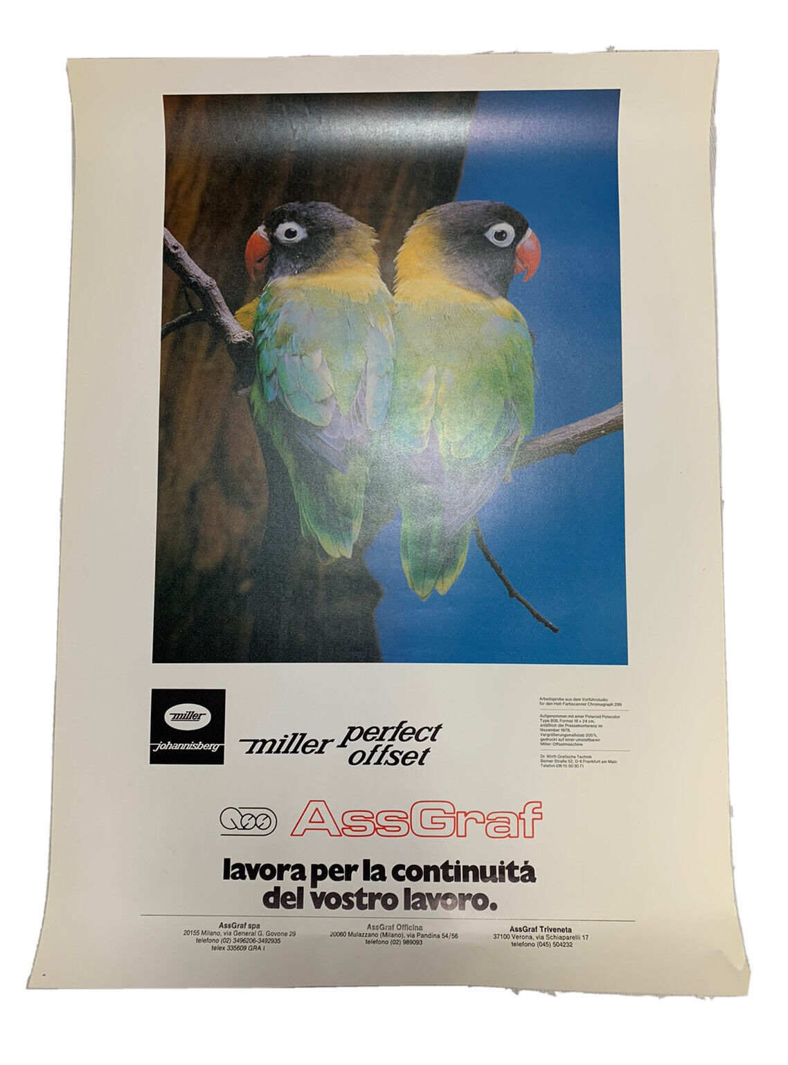 Poster - Miller Pappagalli