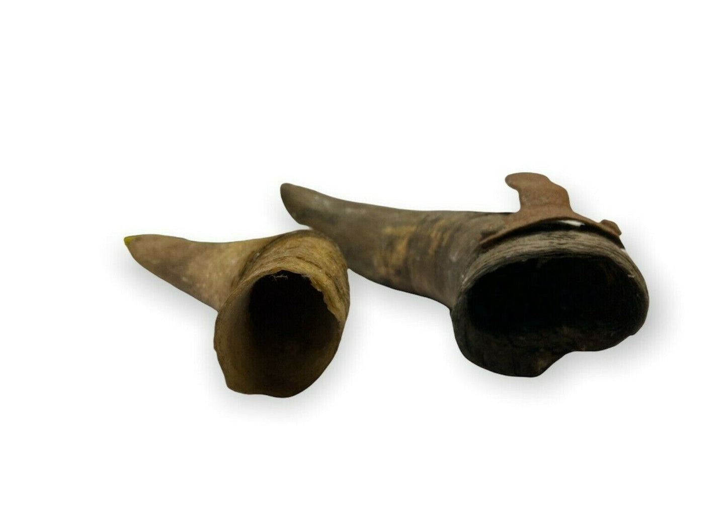 Antichi corni di animale