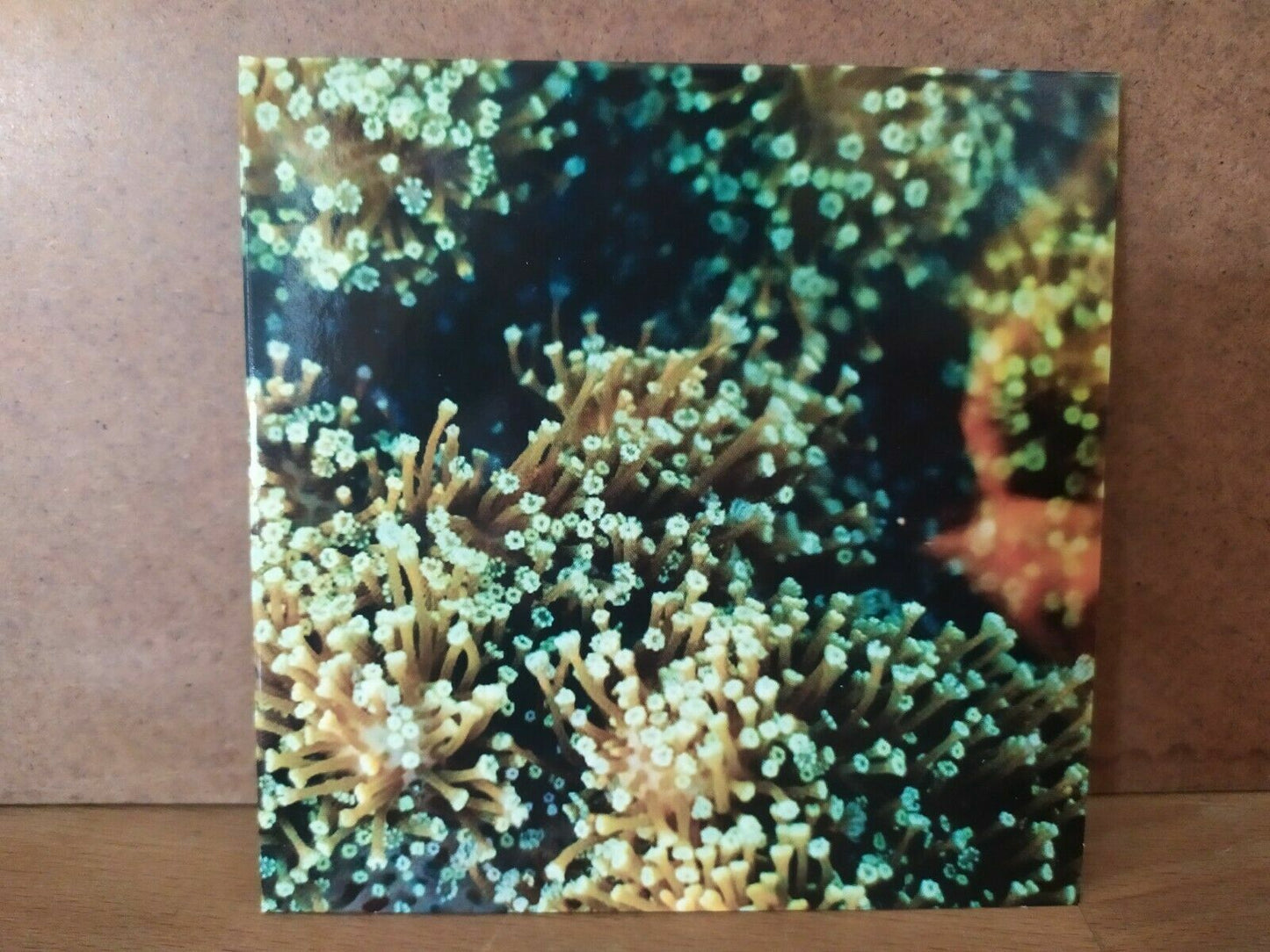 Balam Ahab – See Birds