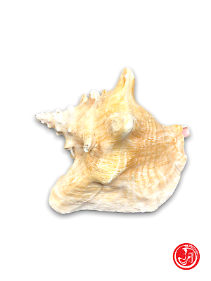 Coquillage naturel - blanc