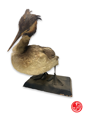 Stuffed Great Crested Grebe - bird