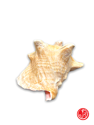 Coquillage naturel - blanc