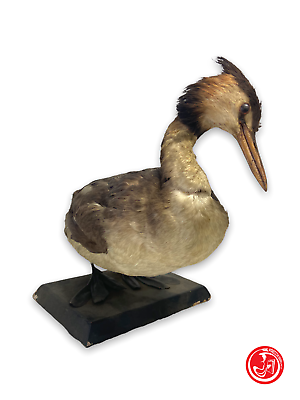 Stuffed Great Crested Grebe - bird