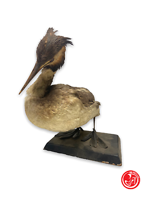 Stuffed Great Crested Grebe - bird