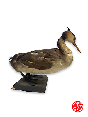 Stuffed Great Crested Grebe - bird