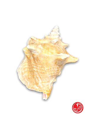 Coquillage naturel - blanc