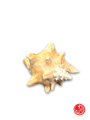 Coquillage naturel - blanc
