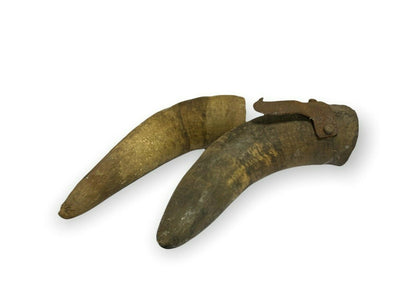 Antichi corni di animale