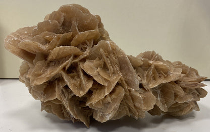 Desert Rose 27x17h cm