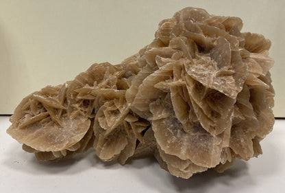 Desert Rose 27x17h cm